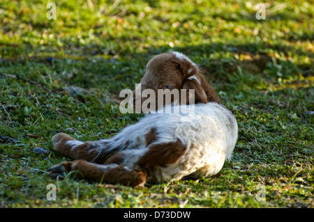 Agneau couché sur meadow (Grèce) Banque D'Images