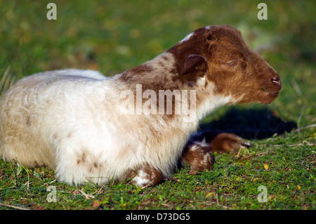 Agneau couché sur meadow (Grèce) Banque D'Images