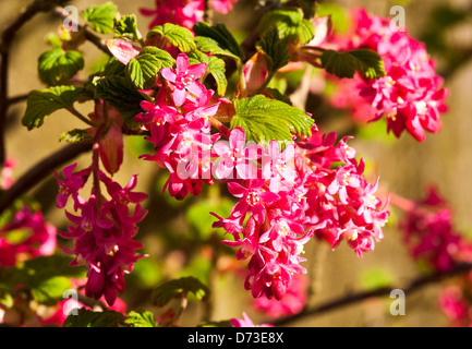 Belles fleurs rouge rosé d'un groseillier à fleurs dans un jardin d'arbustes Cheshire England Royaume-Uni UK Banque D'Images