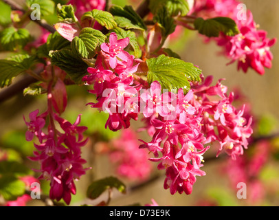 Belles fleurs rouge rosé d'un groseillier à fleurs dans un jardin d'arbustes Cheshire England Royaume-Uni UK Banque D'Images