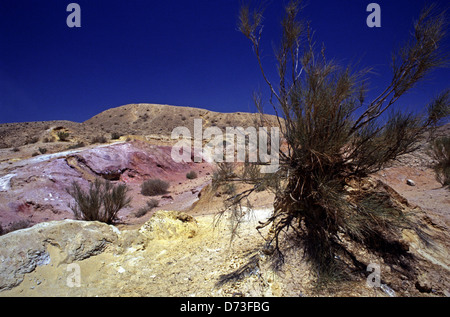Le Tamarix arbre qui grandit sur les sables colorés au grand Makhtesh Ramon Crater un relief géologique considéré comme unique pour le désert du Néguev dans le sud d'Israël Banque D'Images