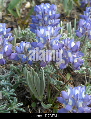 Lupin nain Banque D'Images