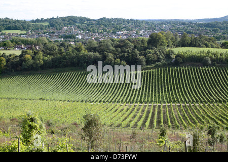 Partie d'un vignoble dans les North Downs près de Dorking, Surrey, Angleterre. Banque D'Images