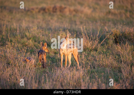 Jackal et oursons à l'aube Banque D'Images