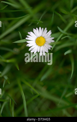 Daisy flower in grass shallow DOF Banque D'Images
