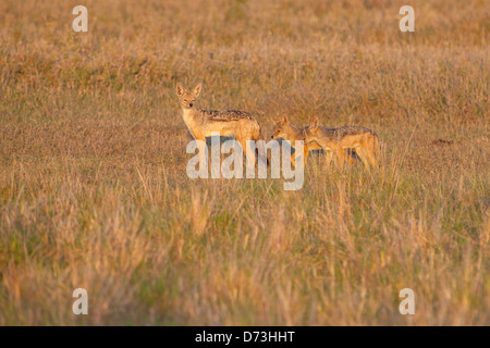 Jackal et oursons à l'aube Banque D'Images