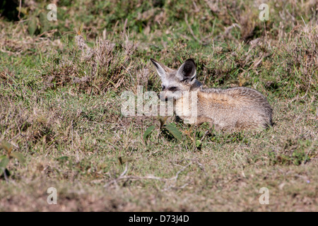 Bat Eared Fox Banque D'Images