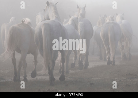 Troupeau de chevaux camargue trottant dans la brume du matin Banque D'Images