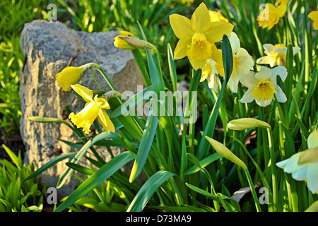Le printemps arrive avec un bouquet de jonquilles. Banque D'Images