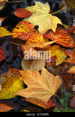 Les feuilles mortes flottant dans l'étang Banque D'Images