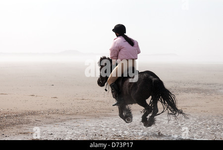 Une jeune femme équitation poney son animal de compagnie sur la plage, Holkham Beach Norfolk, UK Banque D'Images