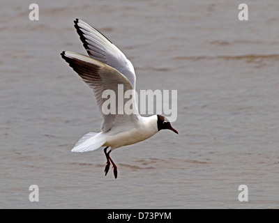 Mouette planant au-dessus de la mer Banque D'Images