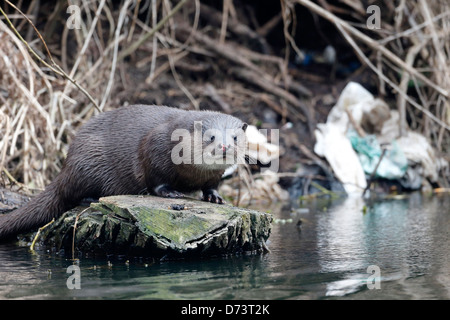 La loutre, Lutra lutra mammifère unique, sur les bords de la rivière d'ordures en arrière-plan, Norfolk, Avril 2013 Banque D'Images