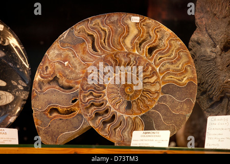 Un fossile d'ammonite, Colignoceras, à partir de la période du Crétacé dans une vitrine sur la colline escarpée Lincoln. Banque D'Images