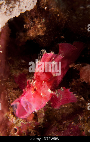 Une feuille rose de couleur vive rascasses l'ouvre bouche Banque D'Images