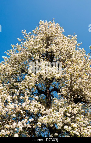 Cerisier en fleur pleine - France. Banque D'Images