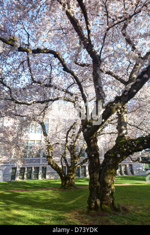 La floraison des cerisiers Yoshino, Arts libéraux Quad, Université de Washington, Seattle, Washington, USA Banque D'Images