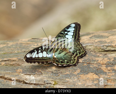 Clipper papillon parthenos sylvia) reposant sur un bois Banque D'Images