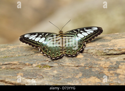 Clipper papillon parthenos sylvia) reposant sur un bois Banque D'Images