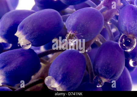 Fleur pourpre close-up avec des gouttes Banque D'Images