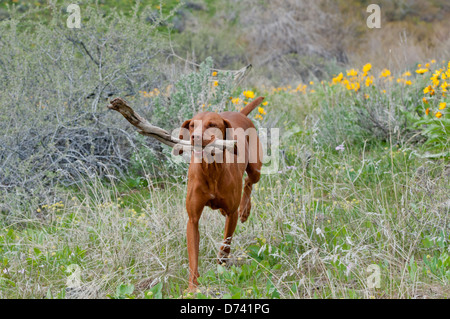 Hungarian Vizsla devint chien de chasse de l'extraction d'un stick Banque D'Images