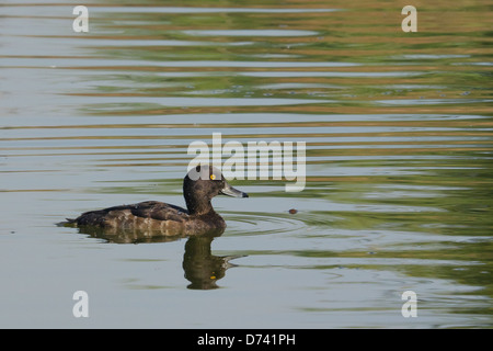 Femelle Fuligule morillon (Aythya fuligula) Banque D'Images