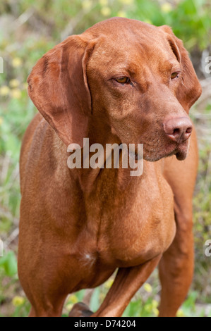 Hungarian Vizsla devint chien de chasse sur le point Banque D'Images