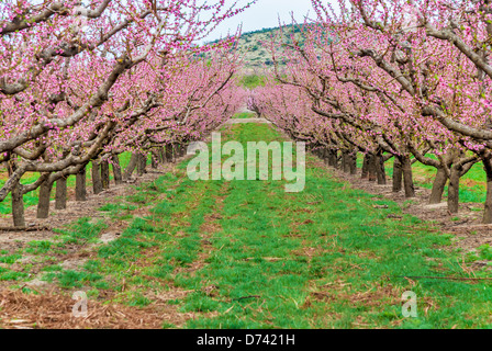 Cherry Orchard en pleine floraison Banque D'Images