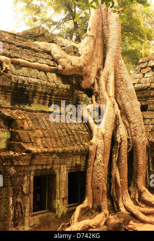 Ta Prohm temple, zone d'Angkor, Siem Reap, Cambodge Banque D'Images