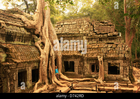 Ta Prohm temple, zone d'Angkor, Siem Reap, Cambodge Banque D'Images