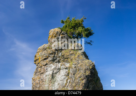 Sapin Douglas solitaire sur le haut de Siwash Rock dans le parc Stanley, Vancouver. Banque D'Images