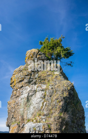 Sapin Douglas solitaire sur le haut de Siwash Rock dans le parc Stanley, Vancouver. Banque D'Images