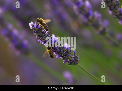 La Lavande, France - Provence Banque D'Images