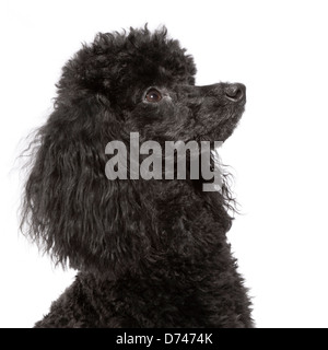 Caniche toy âgés de 15 mois Banque D'Images