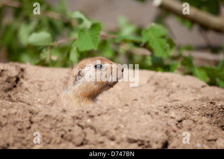 Chien de prairie Banque D'Images