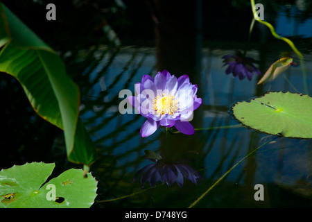Blue Cloud water lily à Kew Gardens à Londres, Royaume-Uni Banque D'Images