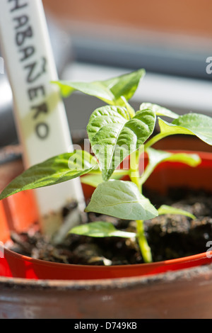 Une plante en pot de piment Habanero plantule (Capsicum chinense) croissant sur le rebord ensoleillé. UK, 2013. Banque D'Images