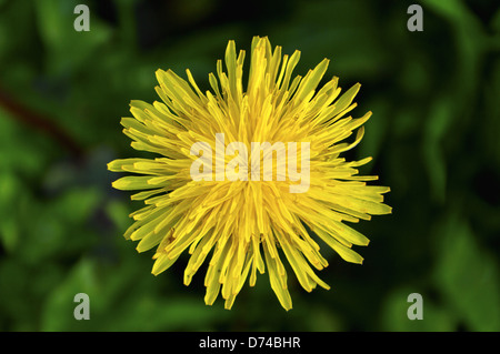 Taraxacum officinale - belle fleur de pissenlit jaune. La saison du printemps. Banque D'Images