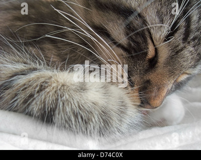 Détail d'un portrait des forêts norvégiennes dormir chaton Banque D'Images