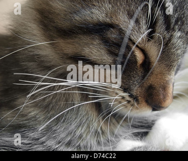 Détail d'un portrait des forêts norvégiennes dormir chaton Banque D'Images