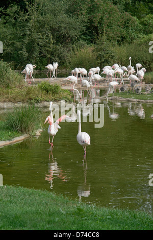 Groupe de flamants roses dans l'ambiance au bord de l'ensoleillée Banque D'Images