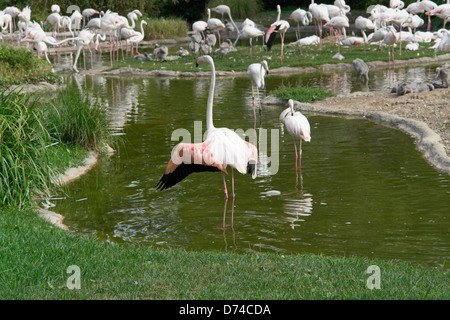 Groupe de flamants roses dans l'ambiance au bord de l'ensoleillée Banque D'Images