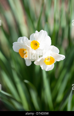 Fleurs de jonquille lumineux marquer le début du printemps en Caroline du Nord. Banque D'Images