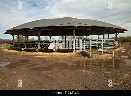 Roundhouse cow shed. Banque D'Images