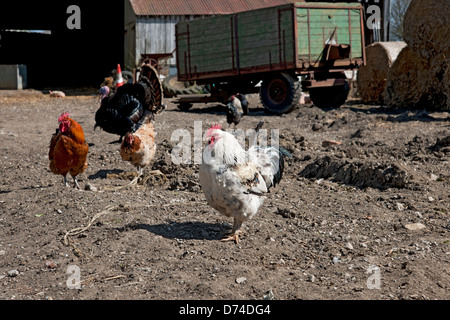 Gros plan de poulets poulets poulets poules dans une ferme volaille oiseaux North Yorkshire Angleterre Royaume-Uni GB Grande-Bretagne Banque D'Images