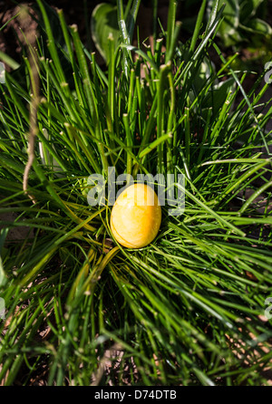 L'Albâtre Oeufs de Pâques cachés dans un patch d'herbe pour les enfants à trouver. Banque D'Images