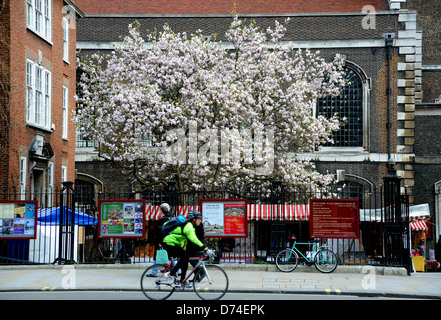 Cycliste passe devant un arbre de printemps en pleine floraison à Piccadilly London W1 UK Banque D'Images