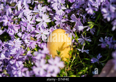 L'albâtre des œufs de Pâques cachés dans un patch de Phlox sauvages pour les enfants à trouver. Banque D'Images