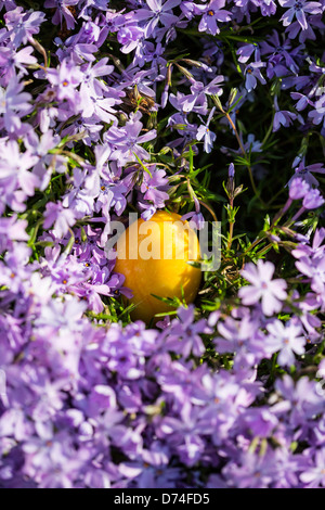 L'albâtre des œufs de Pâques cachés dans un patch de Phlox sauvages pour les enfants à trouver. Banque D'Images