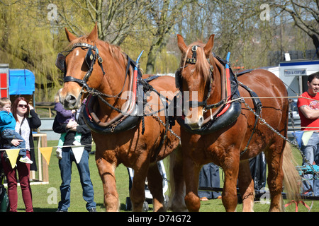 Paire de chevaux Suffolk Punch Banque D'Images